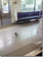 hato